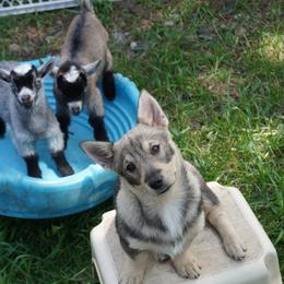 Ashlyn - Gray female Swedish Vallhund puppy in Echo, Minnesota from Minikota Swedish Vallhunds