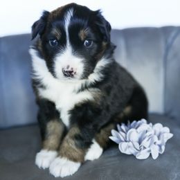 Nova - Black tri female Miniature American Shepherd puppy in Verdi, Nevada from EverSummer Minis