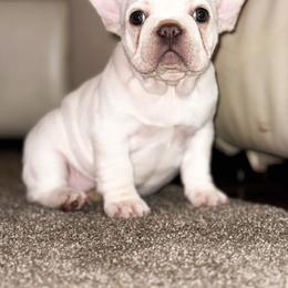 Sugar - Cream female French Bulldog puppy in Star City, Arkansas from T4 Farms