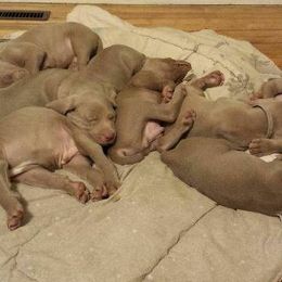 Weimaraner Puppies from RNL Kennels