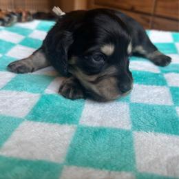 White collar - Black and cream female Dachshund puppy in Eustis, Florida from K8’s Dachshunds