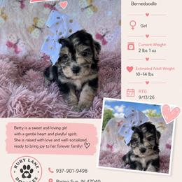 Betty (pink) - Merle female Bernedoodle puppy in Rising Sun, Indiana from Ruby Lane Doodles