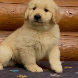 Ben - Light golden male Golden Retriever puppy in North Pole, Alaska from Mulberry Retrievers