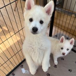 Brown Collar - Red and white male Pomsky puppy in Exeter, Rhode Island from Ocean State Pomskies