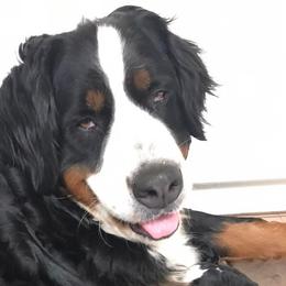 Bernedoodles, Bernese Mountain Dogs, and Poodles from Lost coast doodles