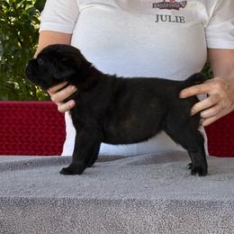 Purple Collar N - Black female Cane Corso puppy in Paris, Texas from Knucklehead Cane Corso