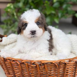 Parmesan - Blue merle male Bernedoodle puppy in Pittsburgh, Pennsylvania from WestPenn Doodles LLC