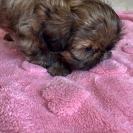 Shih Tzu Puppies from Glorious Shih Tzu