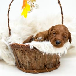 Lilo - Red  female Goldendoodle puppy in Davison, Michigan from Dreaming Doodles