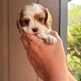 Pumpkin - Blenheim female Cavalier King Charles Spaniel puppy in Gretna, Virginia from Blue Ridge Cavaliers