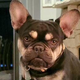 French Bulldog All Grown Up from Oil Patch Frenchies