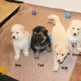 German Shepherd Puppies from Sprague's German Shepherds