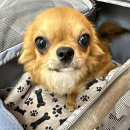 Dax - Black sabled fawn male Chihuahua puppy in El Sobrante, California from Dolce Coco Chihuahuas