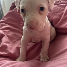 Halo - White female American Pit Bull Terrier puppy in Frederick, Maryland from •Wyngate Pits•
