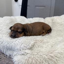 Hunter - Sable male Dachshund puppy in Modesto, California from Raws Doxies