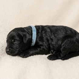 Blue boy - Black male Goldendoodle puppy in Meridian, Idaho from Lucy's Golden Doodles