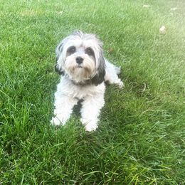 Remi  - Cavapoo