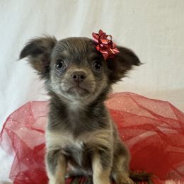 Chihuahua puppies from Blue Tails Farm