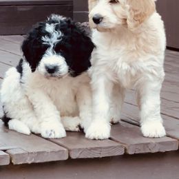 Assorted Doodle Crosses and Goldendoodle Puppies from Wake Forest Darling Doodles