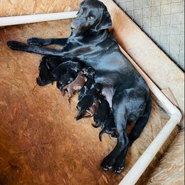 Labrador Retriever Puppies from Winchester Kennels
