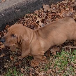 Lucy - Brown and white female Basset Hound puppy in Imler, Pennsylvania from Happy Hounds