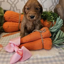 Bunny - Red  female Goldendoodle puppy in Haughton, Louisiana from Bailey’s Cajun Canines