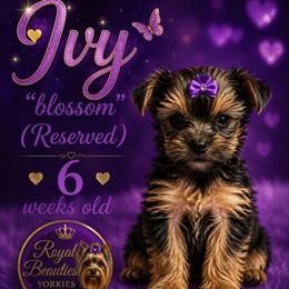 Blossom - Black and tan female Yorkshire Terrier puppy in Atlanta, Georgia from Royal Beauties Yorkies of Atlanta