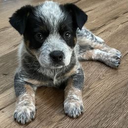 Australian Cattle Dogs from Mayhem Ranch