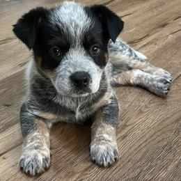 Australian Cattle Dogs from Mayhem Ranch
