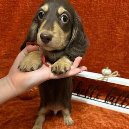 Red - Chocolate and cream male Dachshund puppy in Canton, Texas from Bonnie and Clyde Dachshunds