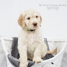 Goldendoodle and Sheepadoodle Puppies from The Farms Precious Doodles