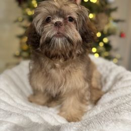 Cappuccino AKC - Chocolate male Shih Tzu puppy in Central, South Carolina from SarMel