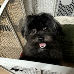 Leo - Shichon