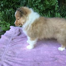 Shetland Sheepdog Puppies from Keeara’s Shetland Sheepdogs