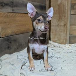 Companion Cross puppies from Tiny Tushy Lodge