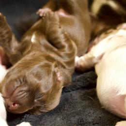 Boba - Chocolate female Dachshund puppy in North Reading, Massachusetts from The Well Tempered Dachshund