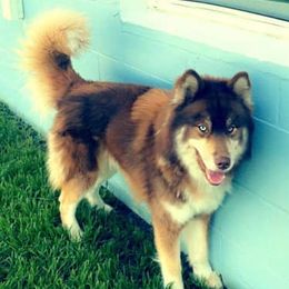 Siberian Huskies from Westcoast Huskies