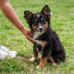 Case - Black tri Miniature American Shepherd puppy in Webb City, Missouri from Rocking 4C