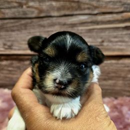 Natalia - Parti female Yorkshire Terrier puppy in Santa Clarita, California from Pixieland Yorkshire Terriers