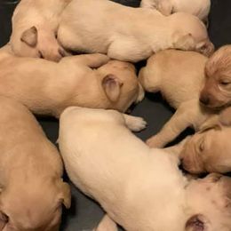 Labrador Retrievers from Peach's Pup Palace