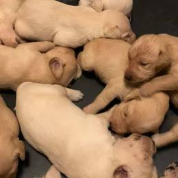 Labrador Retrievers from Peach's Pup Palace