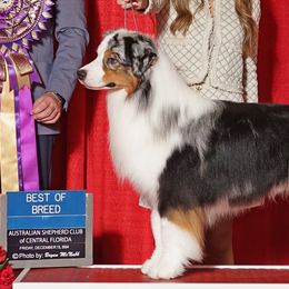 Australian Shepherds from Harmony Hill