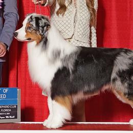 Australian Shepherds from Harmony Hill