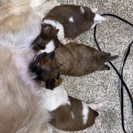 Shih Tzus from Faith's Shih Tzus