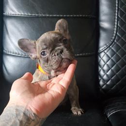Orange Collar - Brindle and white male French Bulldog puppy in North Branch, Minnesota from Halverson Bulldogges
