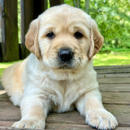 Blaze - Golden male Golden Retriever puppy in Doniphan, Missouri from Stockford’s Golden Retrievers