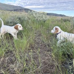 English Setter Puppies from Steens Mountain Setters