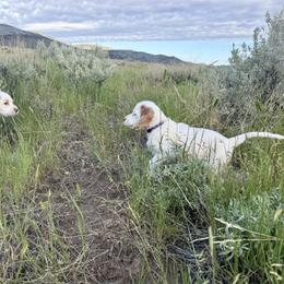 English Setter Puppies from Steens Mountain Setters