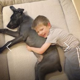 Companion Cross Puppies from DeMille Blue Bloods