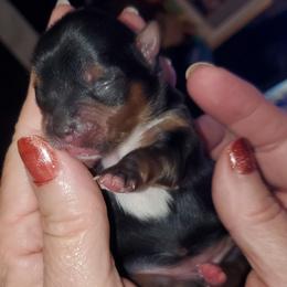 Yorkshire Terrier puppies from Scott And Tammy's Lil Yorkies